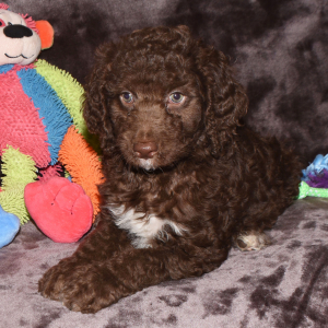 Aussiedoodle Puppy Dayton