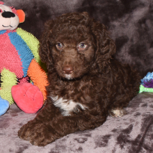 Aussiedoodle Puppy Dayton