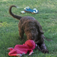 Aussiedoodle Puppy Dayton