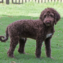 Aussiedoodle Puppy Dayton