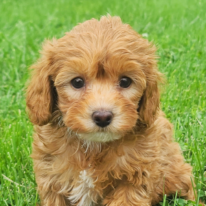 Cavapoo Puppy Clara