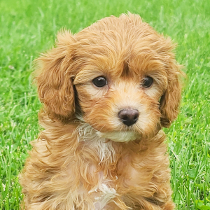 Cavapoo Puppy Clara