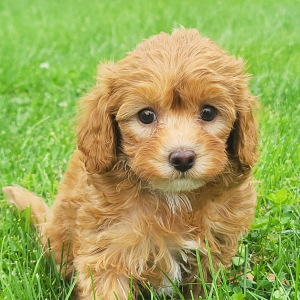 Cavapoo Puppy Clara