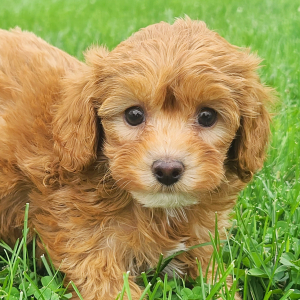 Cavapoo Puppy Clara