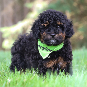Bichonpoo Puppy Micky