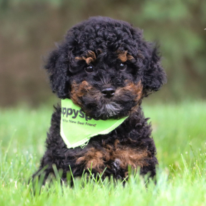Bichonpoo Puppy Micky