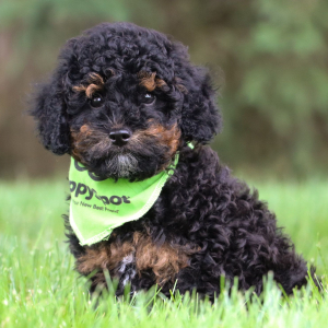 Bichonpoo Puppy Micky