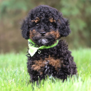 Bichonpoo Puppy Micky