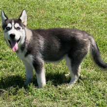 Siberian Husky Puppy Crystal