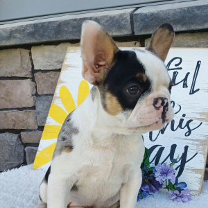 Frenchton Puppy Sophie