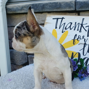 Frenchton Puppy Sophie