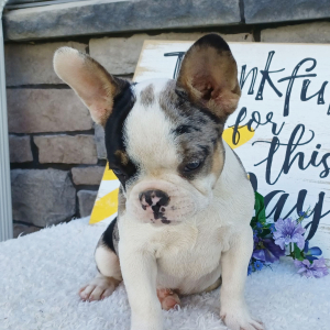 Frenchton Puppy Sophie