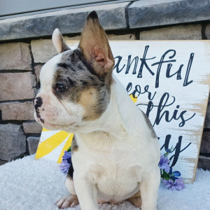Frenchton Puppy Sophie