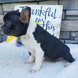 Frenchton Puppy Mia