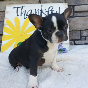 Frenchton Puppy Mia