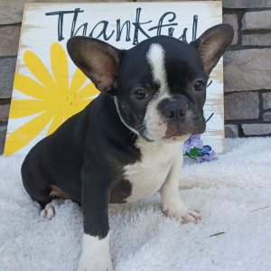 Frenchton Puppy Mia