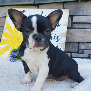 Frenchton Puppy Mia