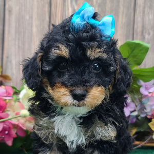 Poodle Puppy Suzanna