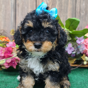Poodle Puppy Suzanna