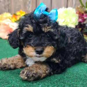 Poodle Puppy Suzanna
