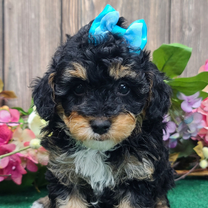 Poodle Puppy Suzanna