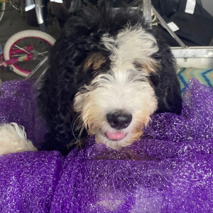 Bernedoodle Puppy Percival