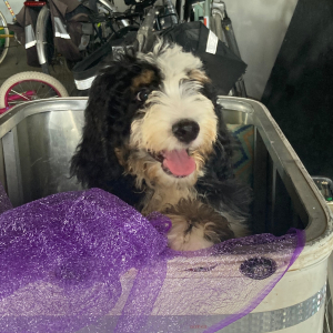 Bernedoodle Puppy Percival