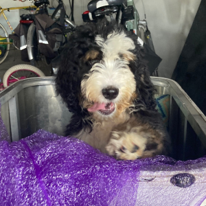 Bernedoodle Puppy Percival