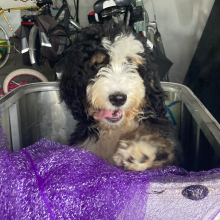 Bernedoodle Puppy Percival