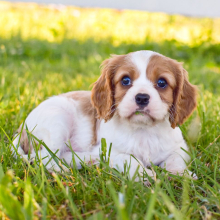 Cavalier King Charles Spaniel Puppy Loot