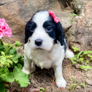 English Springer Spaniel Puppy Maysun