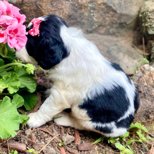 English Springer Spaniel Puppy Maysun