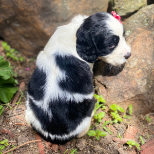 English Springer Spaniel Puppy Maysun