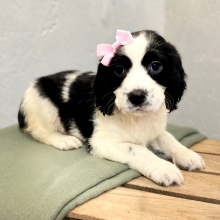 English Springer Spaniel Puppy Maysun
