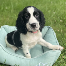 English Springer Spaniel Puppy Maysun