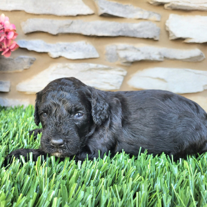 Goldendoodle Puppy Jakey