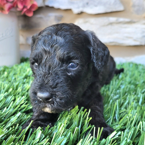 Goldendoodle Puppy Jakey
