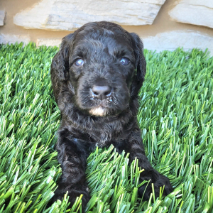 Goldendoodle Puppy Jakey