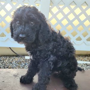 Goldendoodle Puppy Jakey