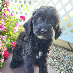 Goldendoodle Puppy Jakey