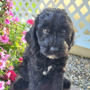 Goldendoodle Puppy Jakey