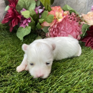 Maltese Puppy Lucilla