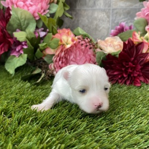 Maltese Puppy Lucilla
