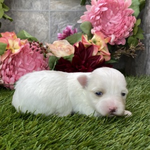 Maltese Puppy Lucilla