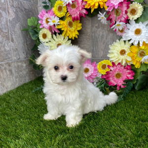Maltese Puppy Lucilla