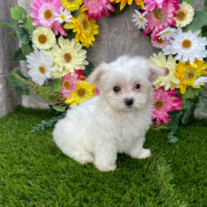 Maltese Puppy Lucilla