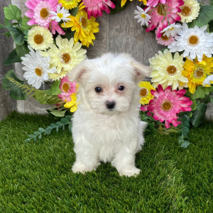Maltese Puppy Lucilla