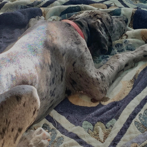 Great Dane Puppy Harvest