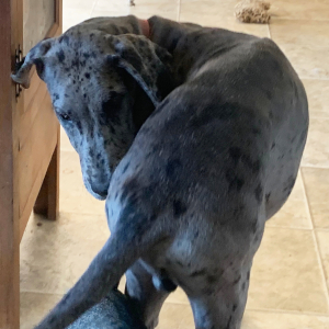 Great Dane Puppy Harvest