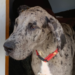Great Dane Puppy Harvest